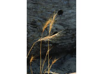 PflaTi 007_hoch.JPG PflaTi 007_hoch