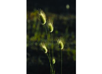 PflaTi 005_hoch.JPG PflaTi 005_hoch