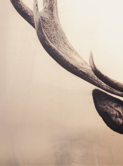 geweih_560x415.jpg geweih_560x415.jpg